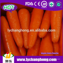 Китай Шаньдун свежие морковь